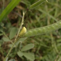 Tephrosia pumila (Lam.) Pers.